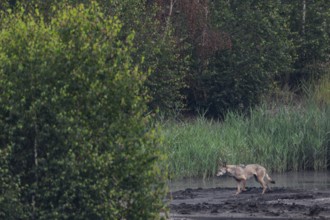 Unfortunately, the wolf (Canis lupus) does not approach, but keeps its distance to run past me in