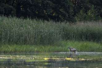 While a yearling wolf carries the remains of the red deer calf (Cervus elaphus) to the pups, an