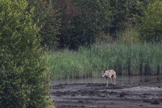 After the second male wolf (Canis lupus) and two of this year's pups have almost caught up, he