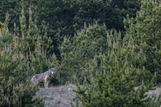 In front of the wolf (Canis lupus) lies the faded skull of a fallow deer (Dama dama) and I suspect