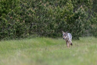 Shortly in front of, the female Grey wolf (Canis lupus) had run out of the pine thicket into the