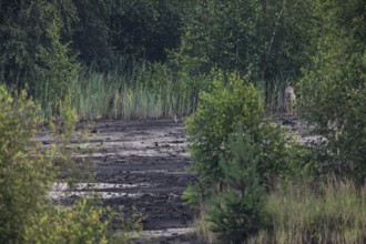 Almost unnoticed, the male wolf (Canis lupus) has stopped and is watching me again from good cover,