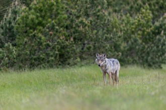 The wolf pheasant (Canis lupus) stands relaxed at the edge of the forest clearing, rearing its
