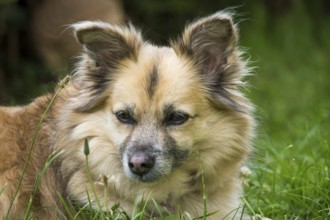 Dog, mixed breed lying in grass, portrait