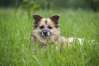 Dog, mixed breed, in a meadow