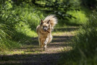 Dog, mixed breed, runs