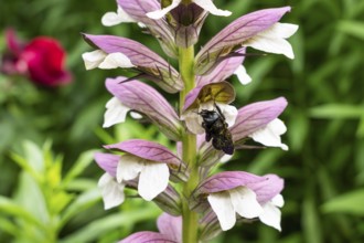 Wood bee (Xylocopa) on a flower of Acanthus spinosus (Acanthus spinosus) . Baden-Württemberg,