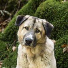 Kangal Mix, male, portrait