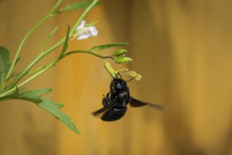 Wood bee (Xylocopa) on a rocket flower. Baden-Württemberg, Germany