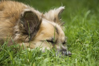 Dog, mixed breed, lying in grass, portrait, sleeping