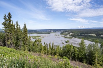 Copper River and Taiga landscape with forest, high mountain peaks in the back, Wrangell Mountains,