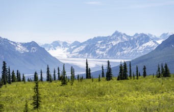 Taiga and tundra in front of mountain landscape with glaciers, Nelchina glaciers and glaciated