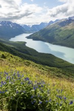 View of blue lake and mountains on Twin Peaks Trail, with flower meadow, Eklutna Lake, Chugach