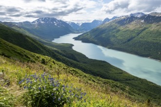 View of blue lake and mountains on Twin Peaks Trail, with flower meadow, Eklutna Lake, Chugach