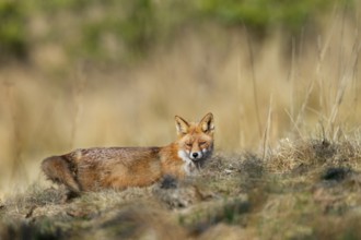 A red fox (Vulpes vulpes) in front of its den, rearing its young, spring, Germany