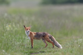 Red fox pheasant (Vulpes vulpes) in the High Tatras hunting for mice, rearing young, early summer,