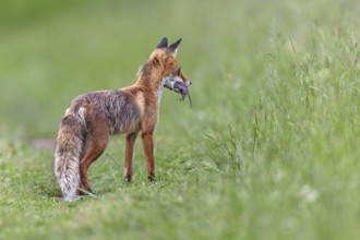 Red fox pheasant (Vulpes vulpes) with captured mouse for the cubs, rearing cubs, early summer,