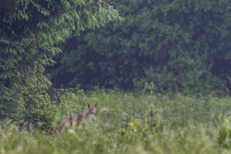 Red fox (Vulpes vulpes) looking for food, Slovakia