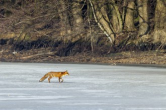 Red fox (Vulpes vulpes) on the ice surface of a frozen pond, winter, cold, snow, ice, Germany
