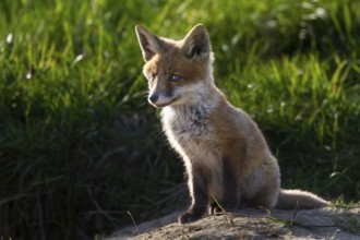 Red fox pup (Vulpes vulpes) sitting in front of the den, rearing cubs, early summer, Germany