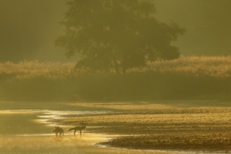 Red fox pheasant (Vulpes vulpes) with her almost adult pups in the most beautiful morning light on