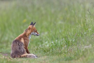 A red fox (Vulpes vulpes) in Slovakia, young rearing, early summer, hunting, care, Slovakia