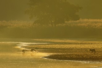 Red fox pheasant (Vulpes vulpes) with her almost adult pups at a pond, rearing young, independence,