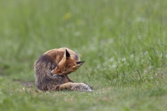 Red fox pheasant (Vulpes vulpes) grooming, Slovakia