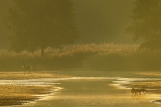 Red fox pheasant (Vulpes vulpes) with this year's pups at a pond, in the background a red deer
