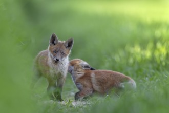 Red fox pups (Vulpes vulpes) playing in front of the den, rearing their young, early summer,