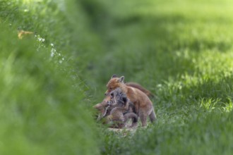 Red fox cubs (Vulpes vulpes) playfully fighting in front of the den, rearing cubs, early summer,