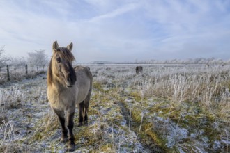 Horse in the foreground on a frosty pasture in diffuse light, Konik, Konik horse, Konik pony (Equus