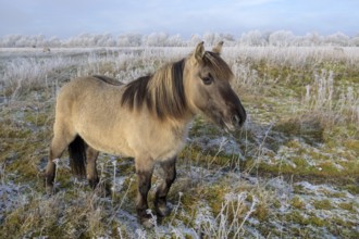 Horse in winter landscape with clear sky and frost-covered plants, Konik, Konik horse, Konik pony