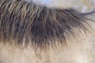 Close-up of a horse's mane in the winter light, Konik, Konik horse, Konik pony (Equus caballus