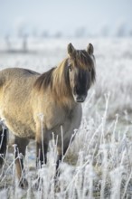 Konik, Konik horse, Konik pony (Equus caballus gemelli), winter with hoarfrost, landscape
