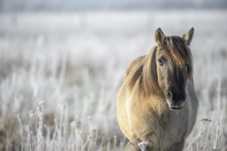 Konik, Konik horse, Konik pony (Equus caballus gemelli), winter with hoarfrost, landscape