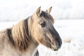 Close-up of a brown horse on a winter pasture, Konik, Konik horse, Konik pony (Equus caballus