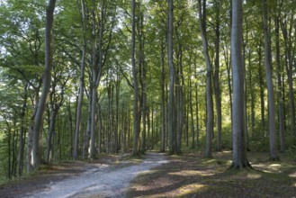 Trail through beech forest, Granitz Nature Reserve, Southeast Rügen Biosphere Reserve, Rügen