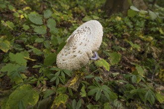 Common giant umbrella on forest floor, parasol mushroom, Granitz Nature Reserve, Southeast Rügen