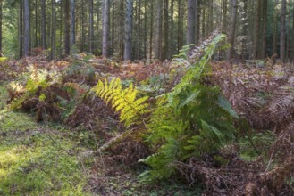 Forest soil with green and brown fern, Granitz Nature Reserve, Southeast Rügen Biosphere Reserve,