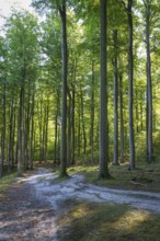 Trail through beech forest, Granitz Nature Reserve, Southeast Rügen Biosphere Reserve, Rügen