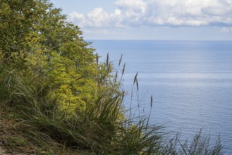 View of the Baltic Sea from steep bank, reed grass and deciduous trees, Granitz Nature Reserve,