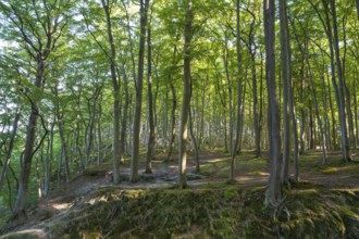 Beech Forest, Granitz Nature Reserve, Southeast Rügen Biosphere Reserve, Rügen Island,