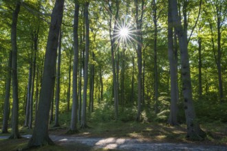 Trail through beech forest, backlight with sun star, Granitz Nature Reserve, Southeast Rügen