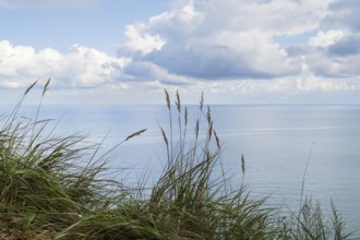 View of the Baltic Sea from steep bank, reed grass in the foreground, Granitz Nature Reserve,