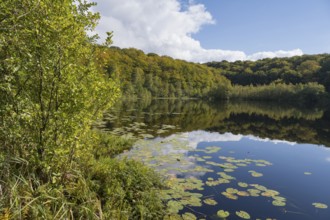 Schwarzer See, Kesselsee, pond-rose leaves, reflection, Granitz Nature Reserve, Southeast Rügen