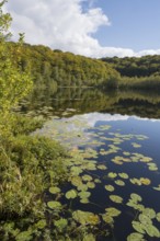 Schwarzer See, Kesselsee, pond-rose leaves, reflection, Granitz Nature Reserve, Southeast Rügen