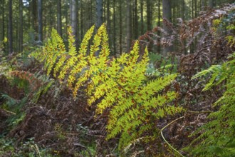 Single branch of fern in backlight, Granitz Nature Reserve, Southeast Rügen Biosphere Reserve,