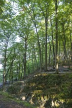 Beech Forest, Granitz Nature Reserve, Southeast Rügen Biosphere Reserve, Rügen Island,
