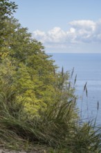 View of the Baltic Sea from steep bank, reed grass and deciduous trees, Granitz Nature Reserve,